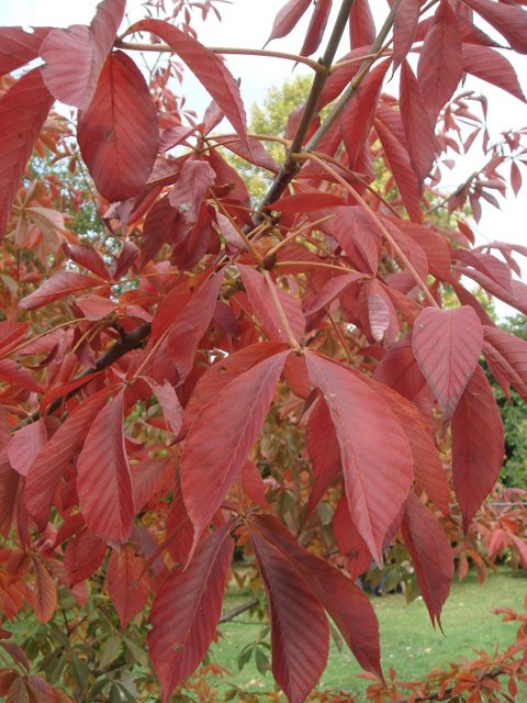 Aesculus x neglecta feuille automne (2)